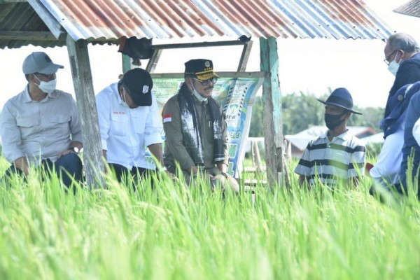 Di Bulukumba, Mentan SYL Dorong Penanaman Padi 4 Kali Setahun Sehingga Bisa Diekspor